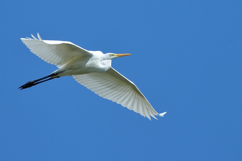 Grote Zilverreiger